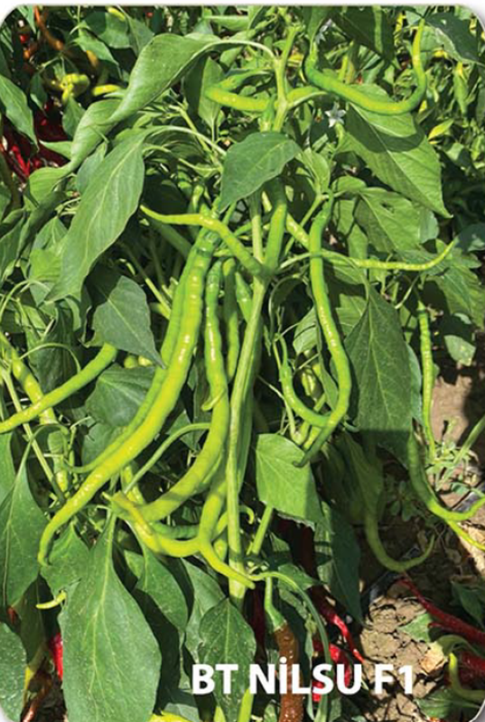 Nilsu F1 Kıl Tatlı Biber 